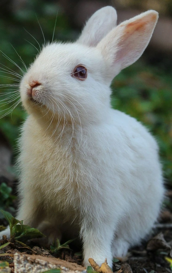 white rabbit on green grass