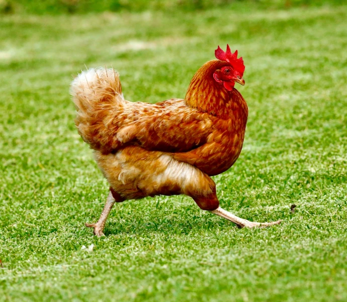 brown chicken on green grass field during daytime
