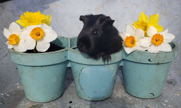 cochon d'inde
