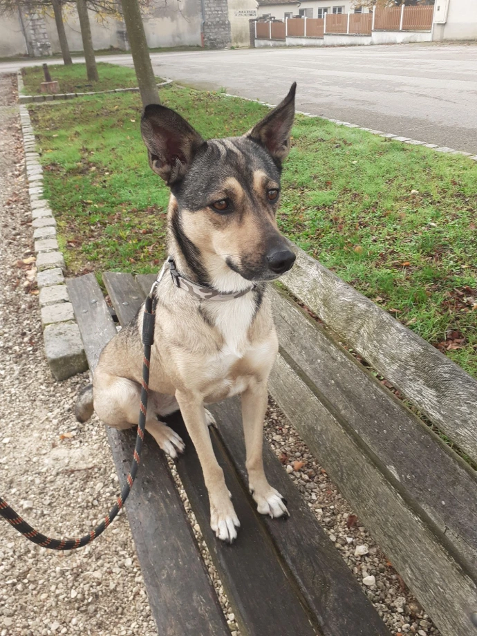 chien