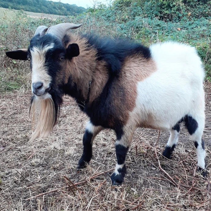 chevre